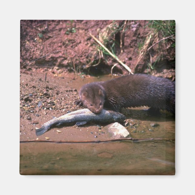 Aimant Mince avec petit poisson (Devant)