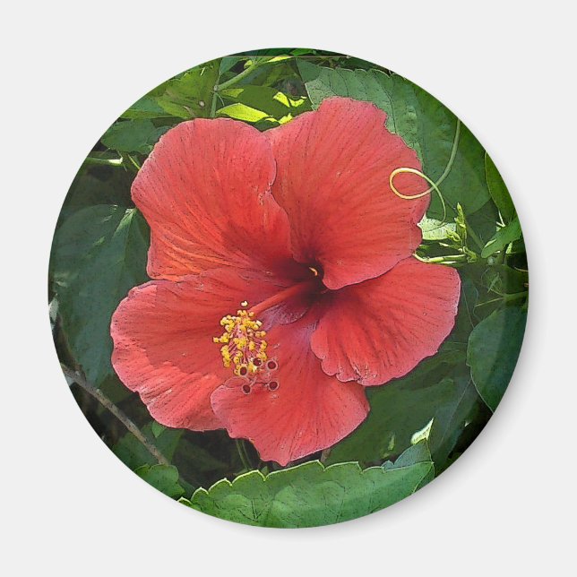 Aimant Mini Art Rouge Hibiscus (Devant)