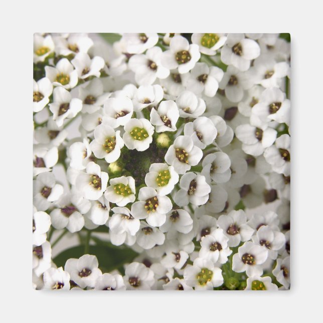 Aimant Mini Fleurs blanches (Devant)