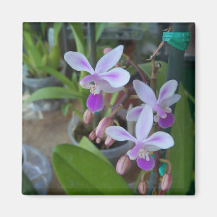 Aimant mini orchidées Phal