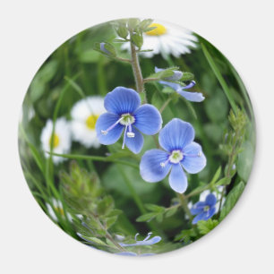 Aimant minuscules fleurs bleues
