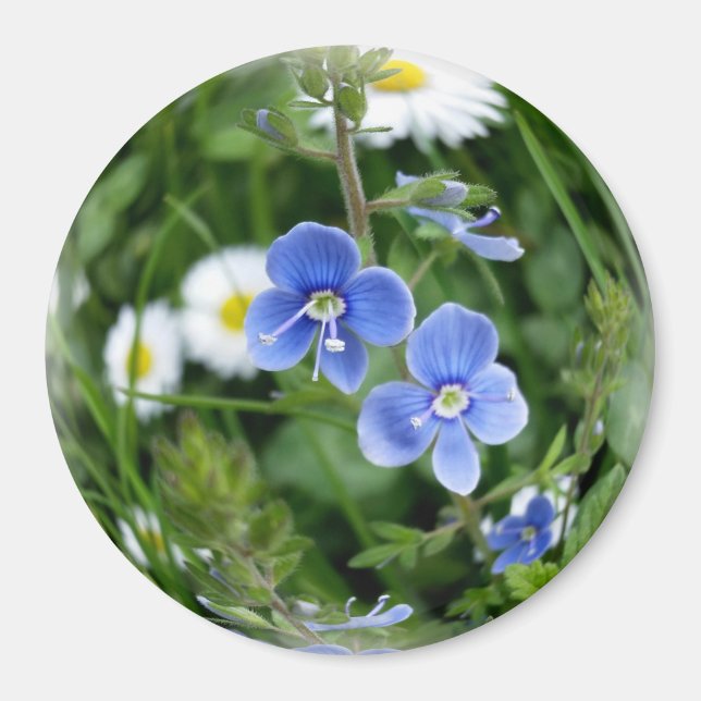 Aimant minuscules fleurs bleues (Devant)