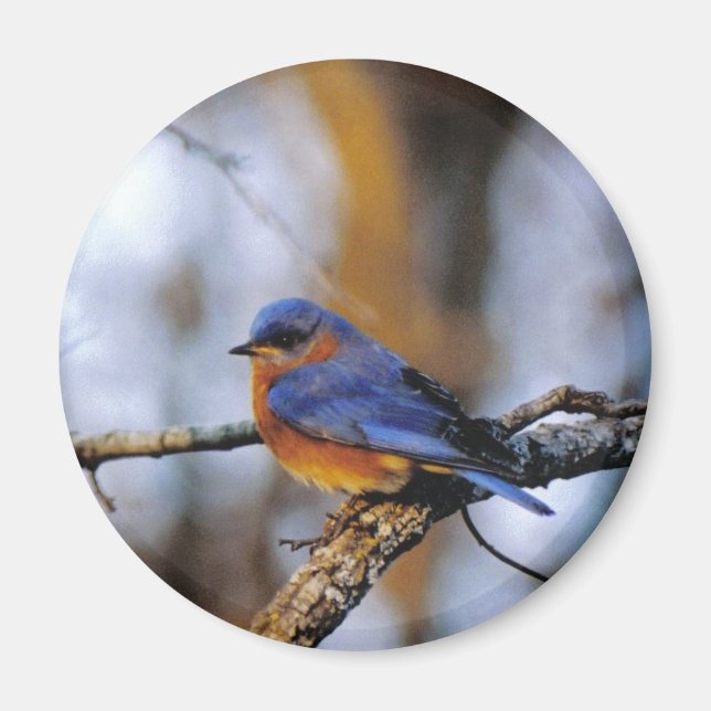 Aimant Missouris Bird (Devant)