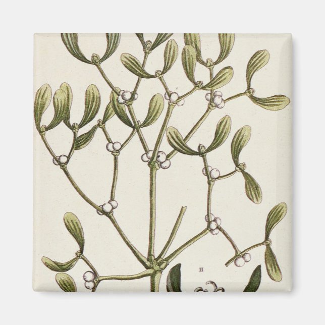 Aimant Mistletoe de 'A Curious Herbal', 1782 (Devant)
