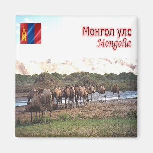 Aimant MN - Mongolie - Khongoryn Els Camels