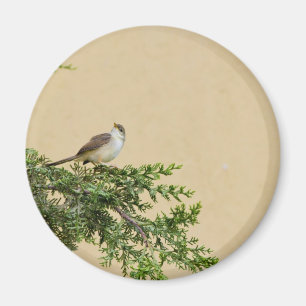 Aimant Moineau
