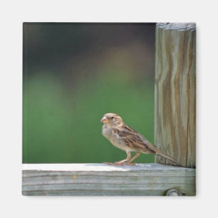 Aimant Moineau de Chambre