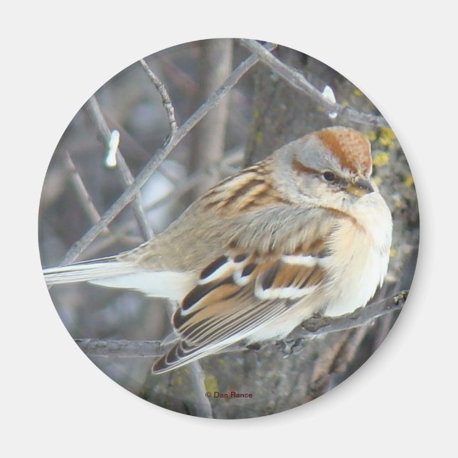 Aimant Moineau friquet commun (Devant)