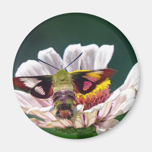 Aimant Mois des colibris (Devant)