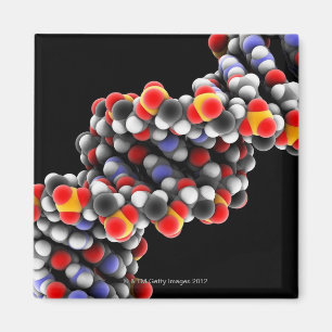 Aimant molécule d'ADN. Modèle moléculaire de l'ADN