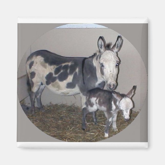 AIMANT MOM ET BÉBÉ DONKEY (Devant)