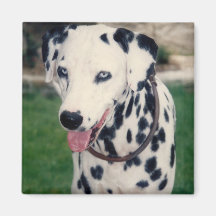 Mon Ami Pet Téléchargez Votre Propre Photo Personn