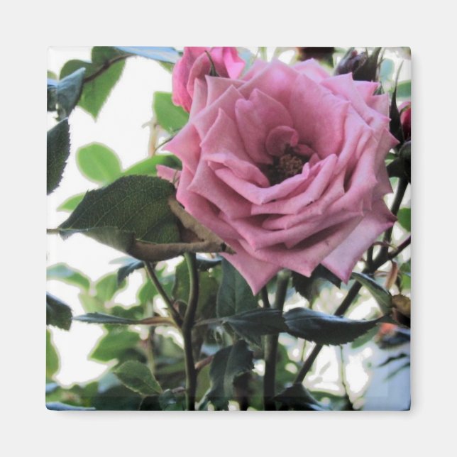Aimant Mon Rose (Devant)
