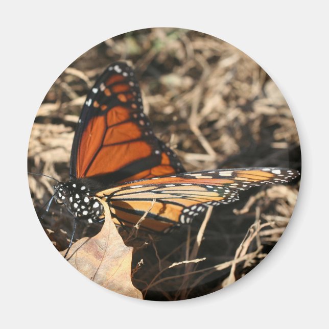 Aimant Monarch Butterfly Posing Nature Photography (Devant)