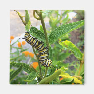 Aimant Monarch Caterpillar