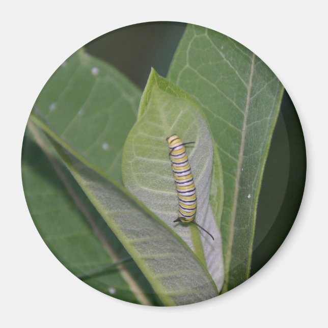 Aimant Monarch Caterpillar (Devant)