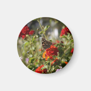 Aimant "Monarque"