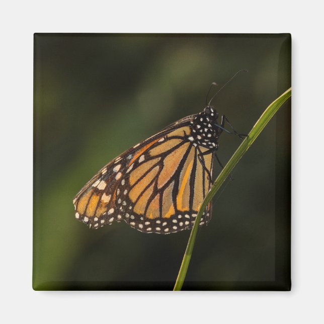 Aimant Monarque dans le rétroéclairage (Devant)