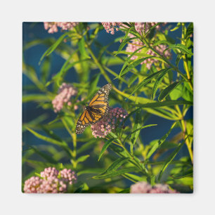 Aimant Monarque Et Milkweed