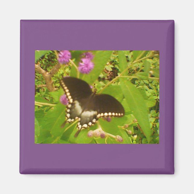 Aimant Monarque noir (Devant)