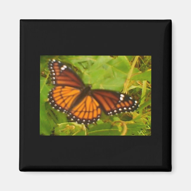 Aimant Monarque orange (Devant)