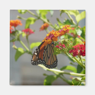 Aimant Monarque papillon sur Buddleia rouge