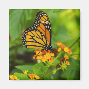 Aimant Monarque sur le Lantana