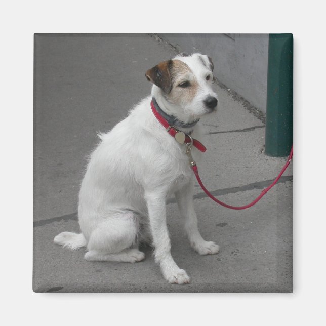 Aimant Mongrel blanc doux (Devant)