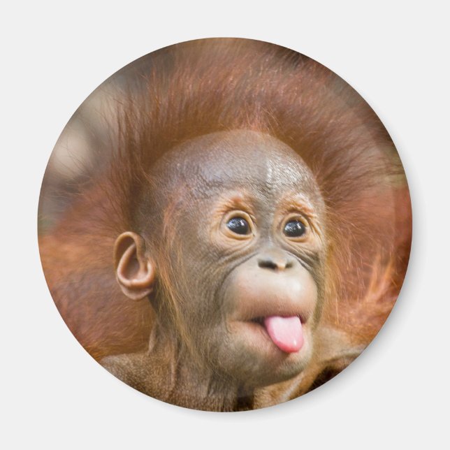 Aimant Monkey business 2 (Devant)