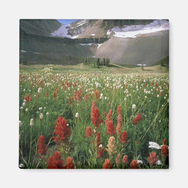 AIMANT MONT TIMPANOGOS WILDERNESS, UT, US, (Devant)