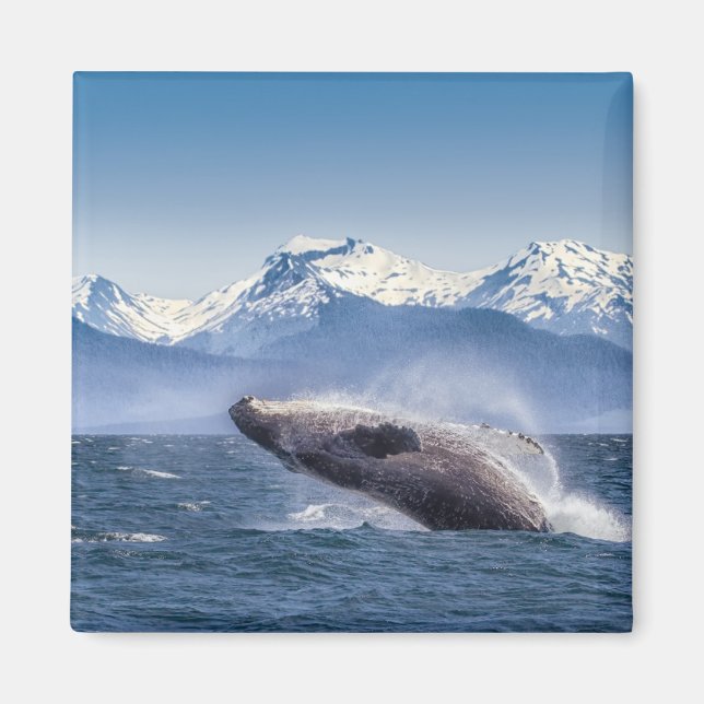 Aimant Montagnes | Baleines en route Glacier Bay, Alaska (Devant)