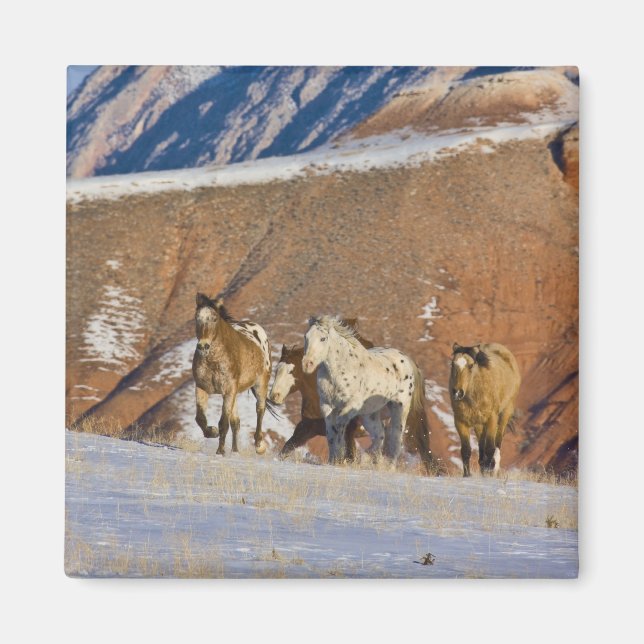 Aimant Montagnes Big Horn, Chevaux courant (Devant)