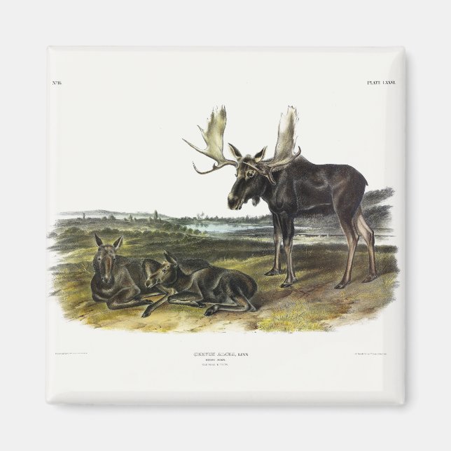 Aimant Moose Deer (Moose - Alces alces) par Audubon (Devant)