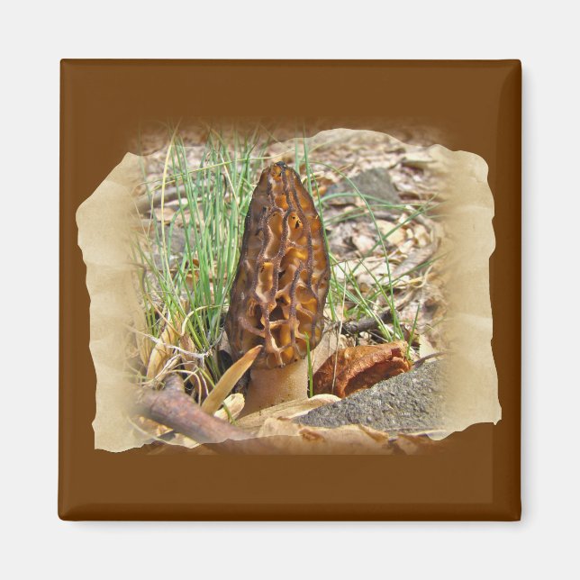 Aimant Morel Mushroom (Devant)