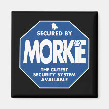 Morkie-Sécurité-Bleu