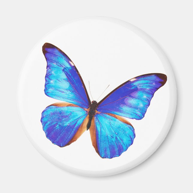 Aimant Morpho rhetenor (Devant)