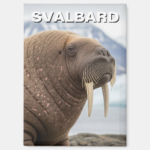 Aimant Morse à Svalbard Norvège