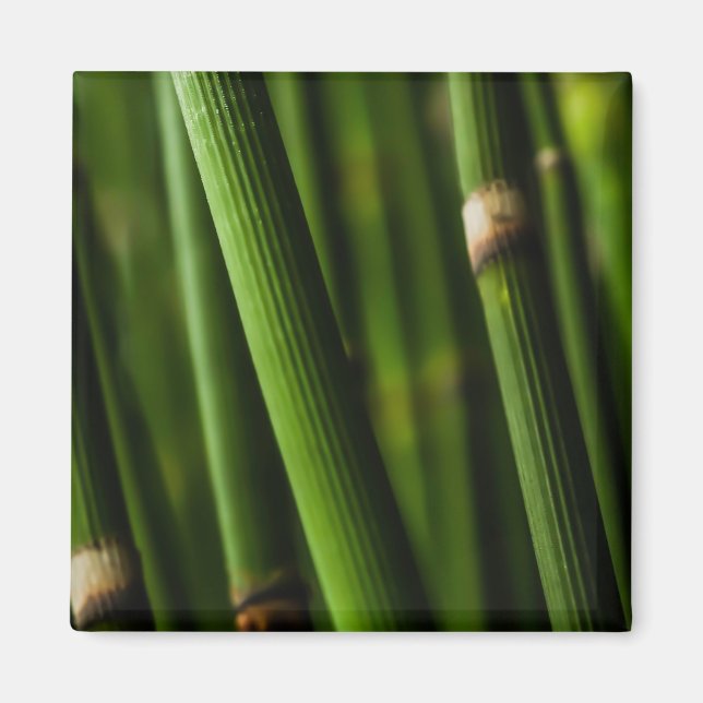 Aimant Motif bambou (Devant)