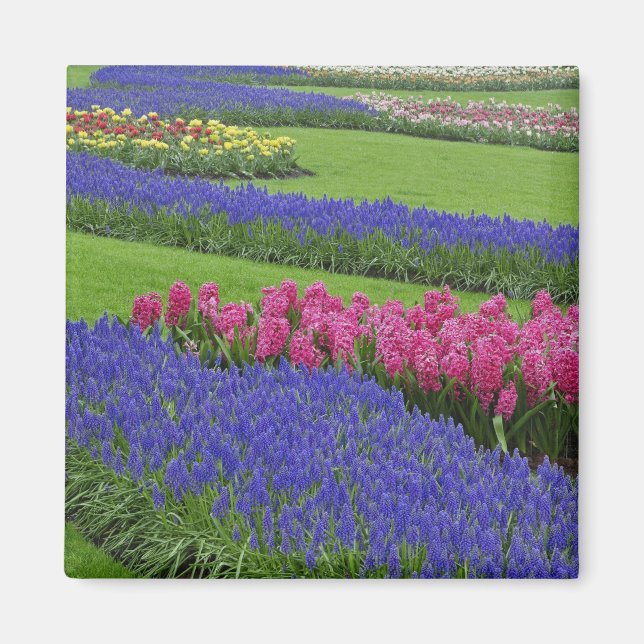 Aimant Motif de jacinthe des vignes, de tulipes et de (Devant)