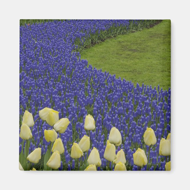 Aimant Motif de jardin de fleurs de Muscari et 2 (Devant)