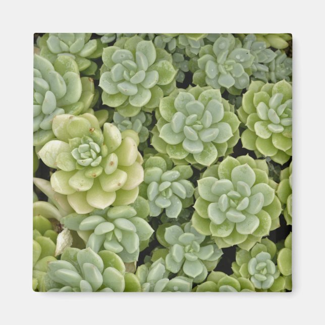 Aimant Motif de plante Sedum (Devant)