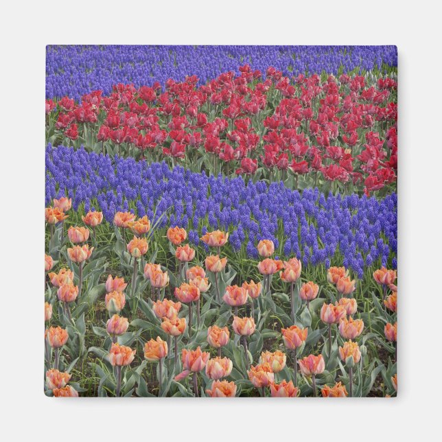 Aimant Motif de tulipes et de fleurs de Grape Hyacinth, 3 (Devant)