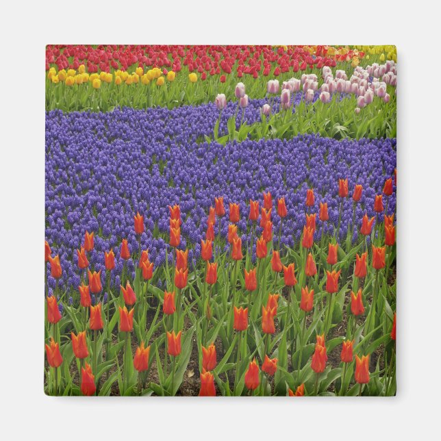 Aimant Motif de tulipes et de fleurs de muscari, 2 (Devant)