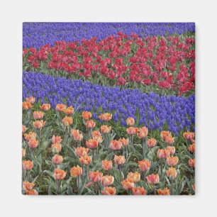 Aimant Motif de tulipes et de fleurs de raisin Hyacinth, 