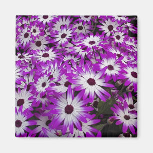 Aimant Motif floral, Jardins de Kuekenhof, Lisse,