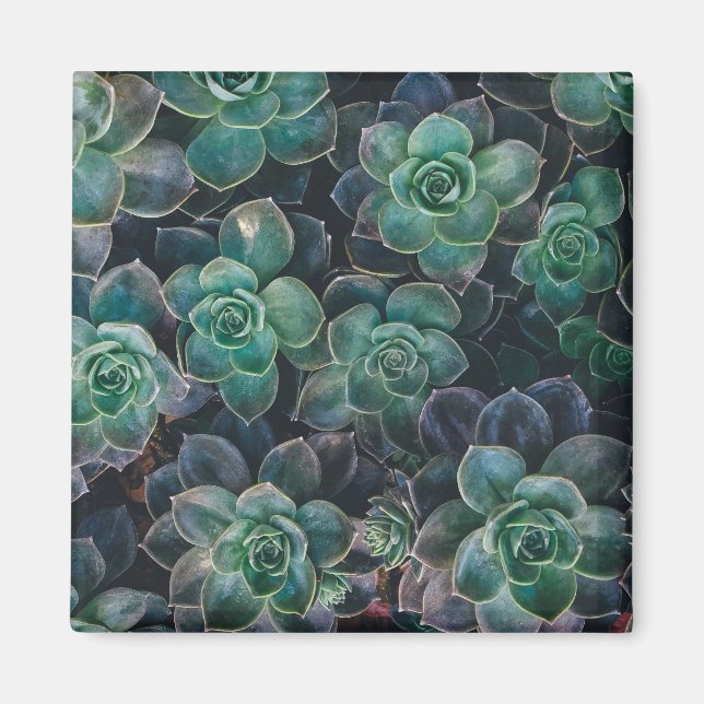 Aimant Motif Succulent (Devant)