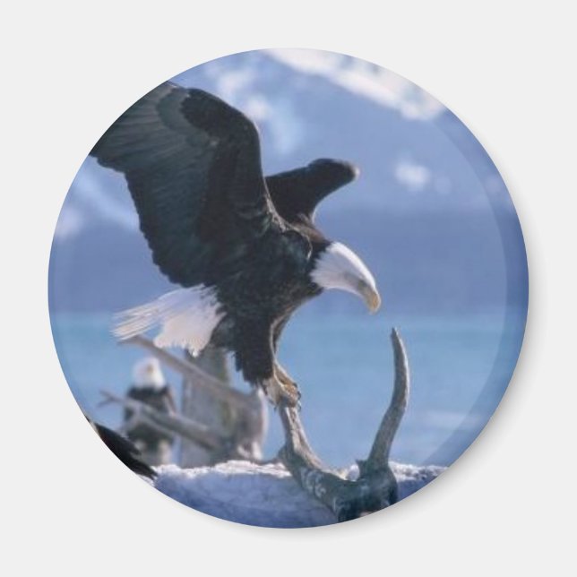 Aimant mouche de l'aigle2 (Devant)