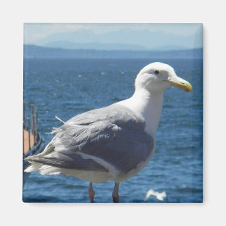Aimant : Mouette à ailes glauques