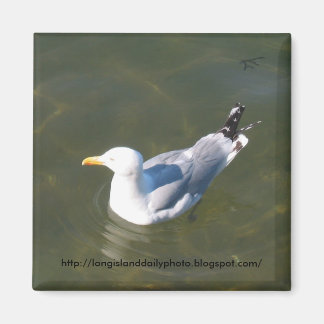 Aimant Mouette à Gosmans Dock à Montauk