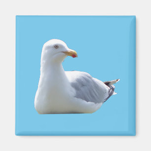 Aimant Mouette Charmante au Repos sur Fond de Ciel Bleu C